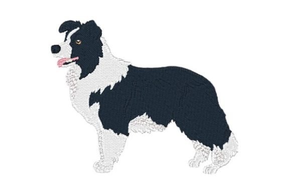 Border Collie-0410: A Designer’s Practical Review